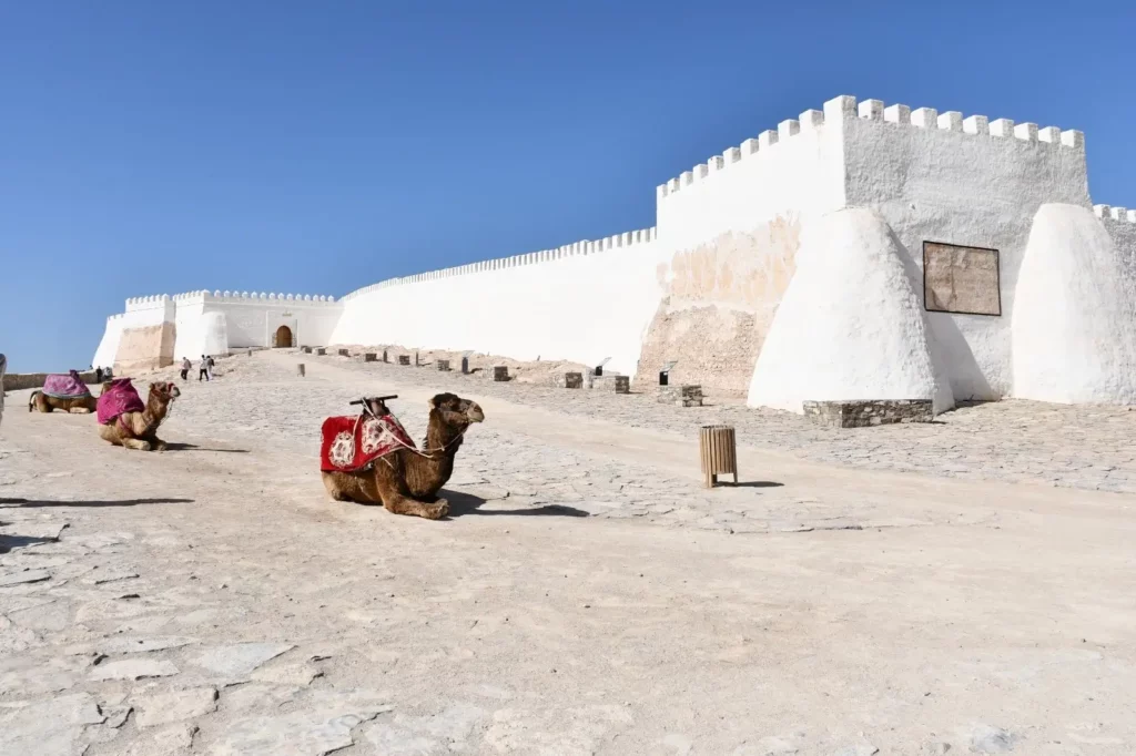 Chameaux devant les remparts blancs de la Kasbah d’Agadir Oufella sous un ciel bleu clair